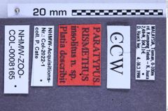 Etiketten zu Rismethus insolitus (NHMW-ZOO-COL-0008165)
